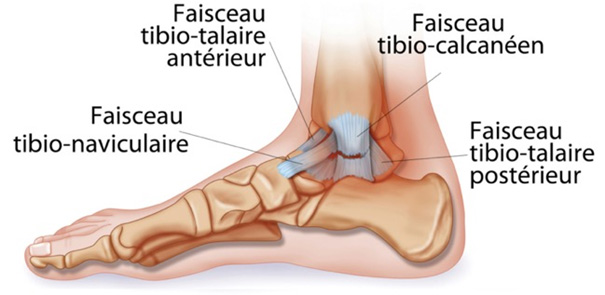 Définition, symptômes et diagnostic de l'entorse de cheville